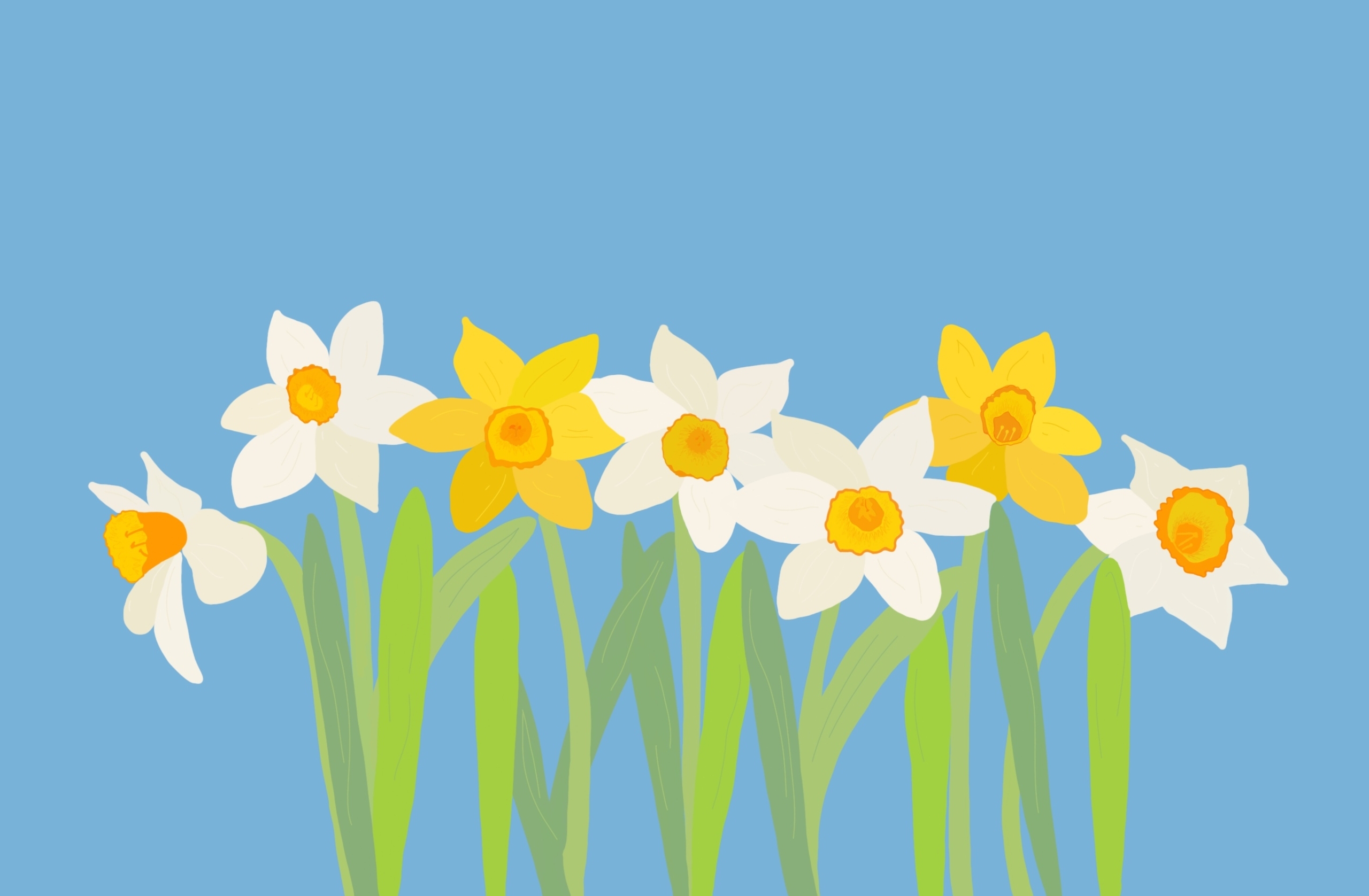 Springlike picture with daffodils on a sky blue background